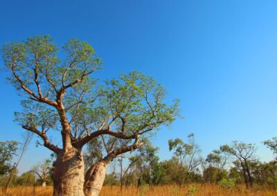 The Kimberley Region Fishing Charters - Explore the Kimberley through extended liveaboard or tag along fishing.